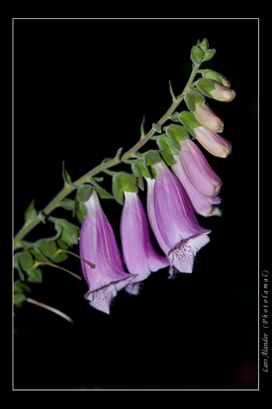 Det allra vackraste kan finnas inom r&auml;ckh&aring;ll att f&aring;nga! Finns som tavla, fotograferad den 12 Juli 2008