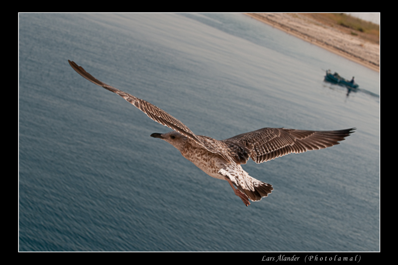 M&aring;s i Grekland