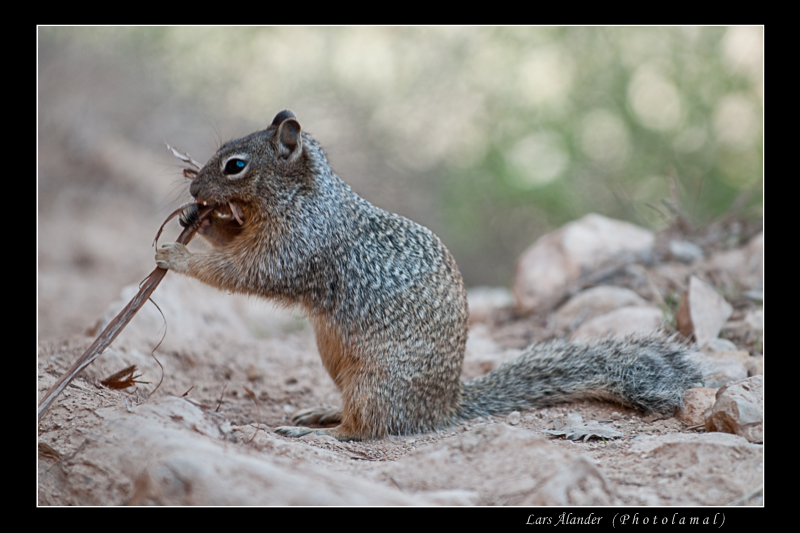 Jordekorre, Grand Canyon 2010, Arizona
